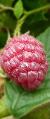 Tout savoir sur  la framboise.