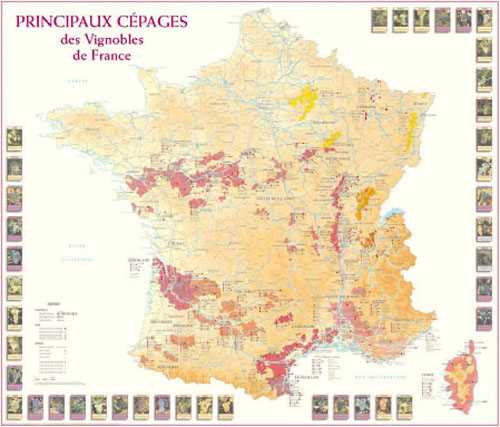 Principaux cépages des vignobles de france